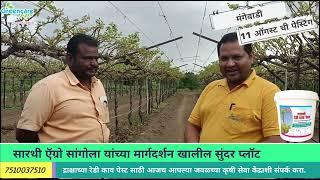 मंगेवाडी ता.सांगोला प्रगतशील द्राक्ष बागायतदार दत्तात्रय येलपले #grape #द्राक्ष  पेस्टिंग 11 ऑगस्ट