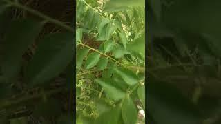 #nature #shortvideo #youtuber #viral #nest with no eggs