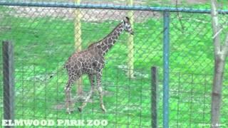 Elmwood Park Zoo Giraffes Have Arrived!