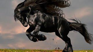 TOP 10 MOST BEAUTIFUL HORSE BREEDS IN THE WORLD!