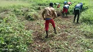 HOW TO CHOP DESMODIUM AND THE BENEFITS OF THIS RICH PROTEINOUS FORAGE TO DAIRY ANIMALS.