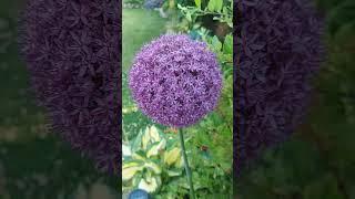 Лук афлатунский # Allium aflatunense# Яркий акцент в саду 