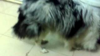 Blue merle sheltie