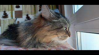 Кот Кесмус и аномальная жара #shorts