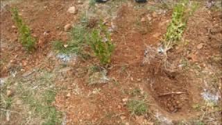 Planting Privet Hedges!!