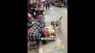 一只会买菜和卖菜的狗狗，不仅会讨价还价，还懂得人情世故 #中华田园犬 #狗子成精了 #不养狗不知道养狗的乐趣 #买菜的狗狗 #萌宠出道计划
