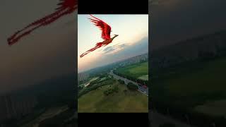 Огненный Феникс. Китай