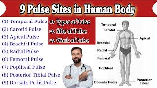 Pulse Site | Pulse Sites in Human Body