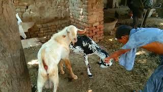 Super goat Meeting Fist Time Village