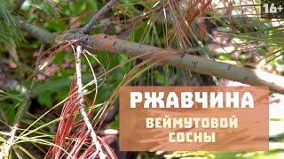  Борьба с ржавчиной сосен | Болезни хвойных