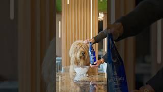 My Dog has the craziest morning routine! ⏰ #morningroutine #goldendoodle #ashtonhall