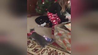 Kitten Jumps Out Of Gift Box Before Confused Little Girl Sees It