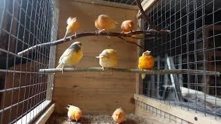 kanarki-nowy zakup kanarków do hodowli.#birds #aviary #animals #canary #breeding