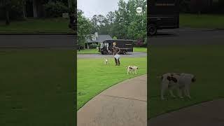 UPS driver gets emotional as he says goodbye to dogs he bonded with for over a decade