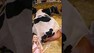 2023 Farm Tech Wonder - Caring for Cows, Cutting a Cow's Tail #cows #farming