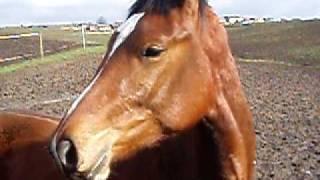 Marik in the field