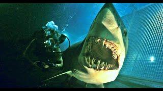 The sharks of 'Deep Blue Sea' (1999)