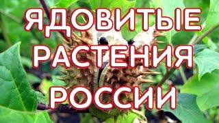 Ядовитые растения России.