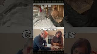 Happy New Year from The Little Dexter Homestead #chicken #simplelife