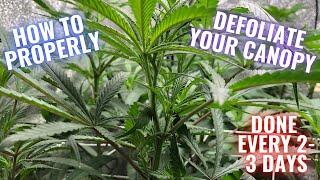 RGT GROW LESSONS: HOW TO PROPERLY DEFOLIATE YOUR CANOPY (Week 2 Flower)