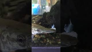 Alligator gar bite force on tilapia