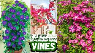 17 Beautiful Climbing Plants | Best Drought-Tolerant Vines | Low Maintanance Vines