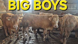 "Best Cattle We've Ever Fed? | Moving Stock, Feeding Calves & Looking for Your cattle to feed