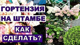 Такие растения стоят очень дорого. Поробую сама сделать гортензию на штамбе. Как посадить?