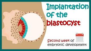 Implantation of the blastocyst | Week 2 of embryonic development |  Developmental biology