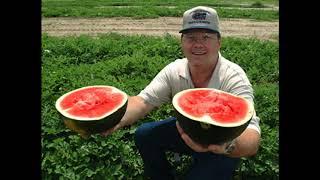 Watermelon Man  - Chris Nordman Trio - Jazz from Orlando Florida