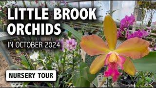 Little Brook Orchids Nursery Tour in October 2024 | You will be BLOWN AWAY by all the Orchid blooms!