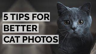 CAT PHOTOGRAPHY 101