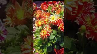 You say Poles don't produce their own plants?!  You are WRONG!  #garden