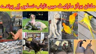 Multan Birds market rashadabad birds home latest update all Fancy and Imported Birds available here