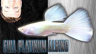 Fancy Guppies - Full Platinum Albino White Guppies - Tamed Waters