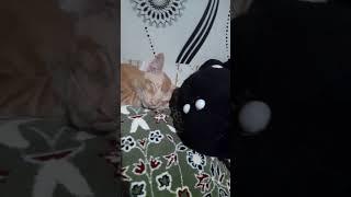 santuyy ocil#viral #shotrs_video #shotrs #catlover #cat