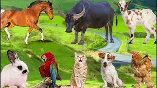 Adorable Animals and Pets: Cow, Dog, Goat, Cat, Chicken, Parrot, Elephant, Horse - Animal Videos