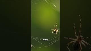 How do SPIDERS make WEBS?  | HOW, PART 2 | #shorts #facts #fact