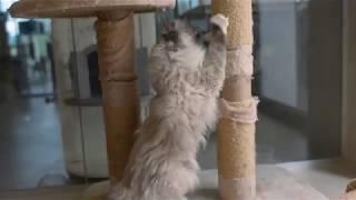 Sacred Birman Cat Special