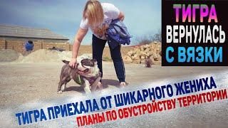 Английский Бульдог Тигра приехала домой! Наши планы обустройства территории вокруг питомника и дома