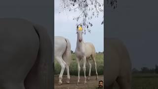 Nukra ghora with maa beautiful #horsebeauty #horseracing #horselover #horseloverforever