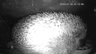 2023-07-28 02:11 Hedgehog scoffing biscuits with real sound :-)