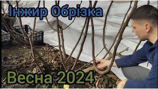 Інжир - обрізка і формування кущів весна 2024.