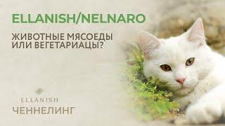  Руслан Nelnaro Романов / Ellanish Истинная природа животных: КОШАЧЬИ | Вегетарианцы или мясоеды?