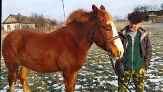 КОБЫЛКА ЗАБАВА СОВЕТСКИЙ ТЯЖЕЛОВОЗ / ХОЗЯИН ДОВОЛЕН ПОКУПКОЙ