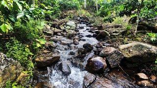 FIND YOUR CALM - PEACEFUL RIVER STREAM IN VERDANT NATURE - PERFECT FOR TRANQUILITY AND SLEEP AID