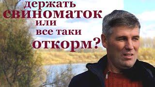 свиноматки !или свиньи на откорм?выгодно ли свиноводство.