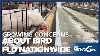 Concerns over Bird Flu continue to grow, but is there a huge risk?