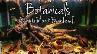 Aquarium Botanicals: Keep Fish Happy!