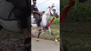 roji️#kathiyawadi_horse #roji #viral #horse#love #shortvideo #video